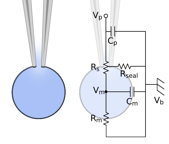 _images/01_cell_schematic.png